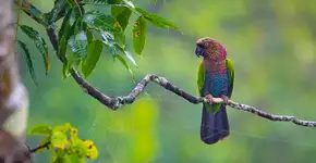 Hotel na Amazônia vende fotos de natureza para ajudar famílias vulneráveis