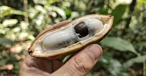 Foto: (Imagem sem texto alternativo disponivel ID [2708503])