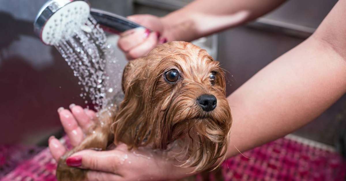 Deixe seu cachorro feliz e relaxado durante o banho