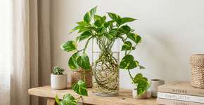 Como manter sua planta jiboia na água indefinidamente sem que ela apodreça