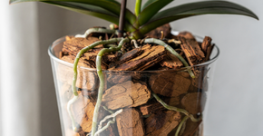 Foto: (Imagem sem texto alternativo disponivel ID [2735785])