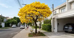 A árvore popular brasileira que deixa a fachada maravilhosa sem o problema de raízes que levantam o piso da garagem