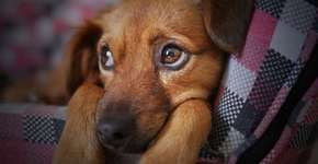 Cão é encontrado morto em aeroporto durante escala de avião