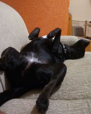 Veja alguns dos cães e gatos que já estão participando do #MostreABarriguinha!