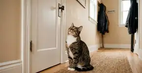 Por que os gatos gostam de nos seguir até o banheiro? Desvendando o mistério dos nossos amigos felinos, a resposta pode te fazer sorrir