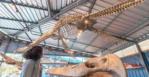 Foto: (Felipe Domingos/Museu da Vida Marinha)