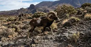 Parece uma simples cabra, mas é uma espécie invasora prejudicial que destrói os ecossistemas das Ilhas Canárias