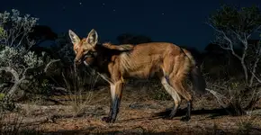 Foto: (Imagem sem texto alternativo disponivel ID [2699995])