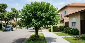 Essa árvore dá frutos doces no verão, não quebra o solo com suas raízes e é resistente à seca mesmo quando plantada em um pequeno jardim