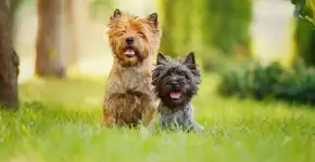 Foto: (Imagem sem texto alternativo disponivel ID [2613588])