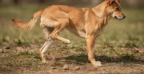 Foto: (Imagem sem texto alternativo disponivel ID [2687022])