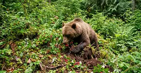 Um novo estudo revela que cada vez mais ursos estão migrando para uma dieta à base de plantas