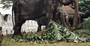 Festival esconde com roupas corpo desnutrido de elefanta idosa