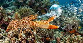 Mais alto que o barulho de aviões: um ser menor que uma unha é o mais barulhento do mundo