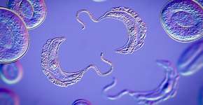 Foto: (Dr_Microbe/istock)