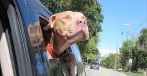 Abrigo de animais registra cães que foram adotados e estão indo para casa pela primeira vez