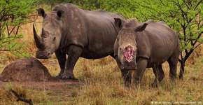 Rinocerontes são mortos para produção de jóias com seus chifres