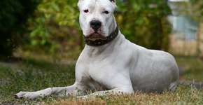 Foto: (Imagem sem texto alternativo disponivel ID [2738654])