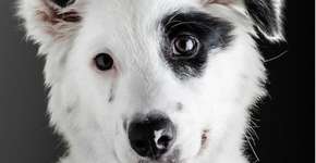 3ª ENAPA promove programação gratuita sobre proteção aos animais