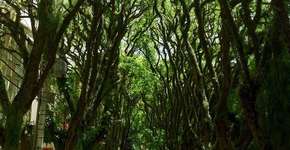 Foto: (Imagem sem texto alternativo disponivel ID [401896])