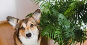 Foto: (Imagem sem texto alternativo disponivel ID [2625579])