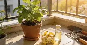 Cascas de banana com vinagre: o segredo caseiro para plantas mais saudáveis ​​e menos insetos