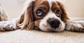 Como manter sua casa livre de pelos de pets