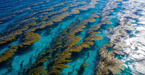 Foto: (Imagem sem texto alternativo disponivel ID [2692340])