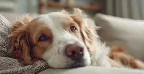 Seu cachorro deita em você? Talvez ele esteja tentando te dizer algo