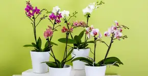 Foto: (Imagem sem texto alternativo disponivel ID [2211033])