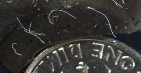 Foto: (Tomas Tyml/Laboratório Nacional Laurence Berkeley)