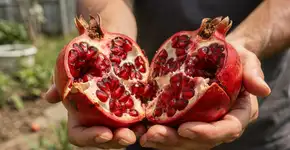 Foto: (Imagem sem texto alternativo disponivel ID [2709385])