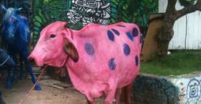 Até que ponto os animais podem ser usados para entreter as pessoas?