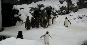 Foto: (Imagem sem texto alternativo disponivel ID [1012075])