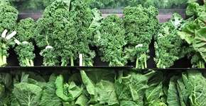 Você está ignorando os vegetais que te deixariam mais saudáveis