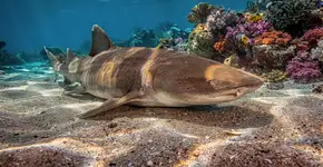 Foto: (Imagem sem texto alternativo disponivel ID [2715482])