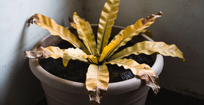 Foto: (Imagem sem texto alternativo disponivel ID [2728391])