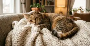 Por que um gato amassa um cobertor com as patas e o que isso significa?