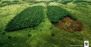 Time Lapse do Google mostra desmatamento da Amazônia e derretimento de geleiras
