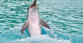 Empresas de turismo são acusadas de maus-tratos a golfinhos