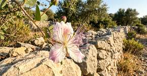 A delicada flor com elegantes e finos estames nasce de botões que todos nós comemos sem saber