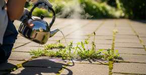 Foto: (Imagem sem texto alternativo disponivel ID [2764175])