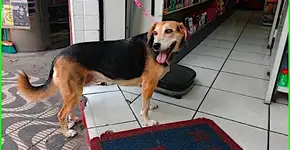 Fotos: 5 cachorros esperando pelos seus donos durante as compras