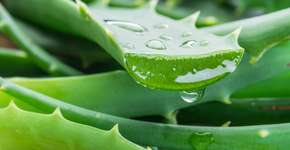 Babosa: 12 benefícios principais e formas de uso eficazes