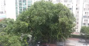 Moradores lutam para salvar árvores centenárias em São Paulo