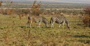 Foto: (Imagem sem texto alternativo disponivel ID [1869203])