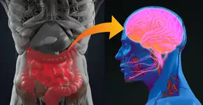 Intestino e cérebro: uma conexão que pode mudar sua vida