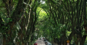 Essa rua brasileira tem algo tão raro que parece de outro mundo