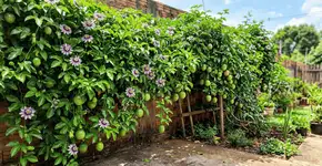 A trepadeira frutífera ideal para o seu muro: produz frutos saborosos e floresce com flores exuberantes durante quase todo o ano