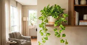 A jiboia é muito resistente, mas nunca a deixe perto de correntes de ar gelado